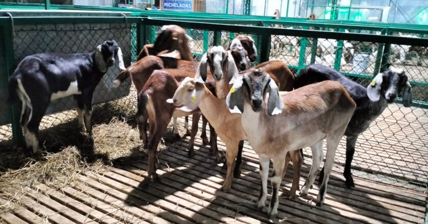 El Estado fue sede de la Reunión Regional de la Caprinocultura Mexicana, donde productores y especialistas compartieron estrategias para profesionalizar el sector y mejorar la sanidad animal.