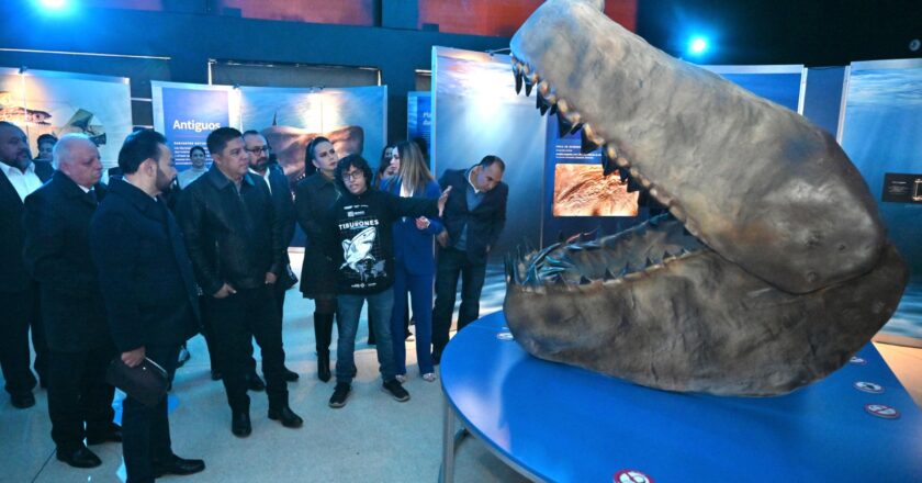 San Luis Potosí se convierte en sede nacional de la exposición “Tiburones”