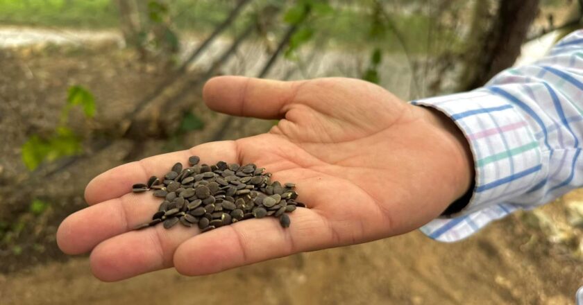 Gobierno estatal creará la Ruta del Café