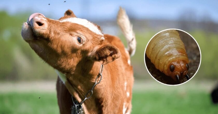 La UASLP subraya el papel clave de agrónomos y veterinarios ante el combate al gusano barrenador