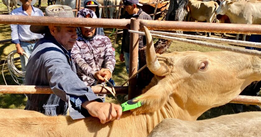 Reactivan revisión sanitaria del ganado en la Huasteca potosina