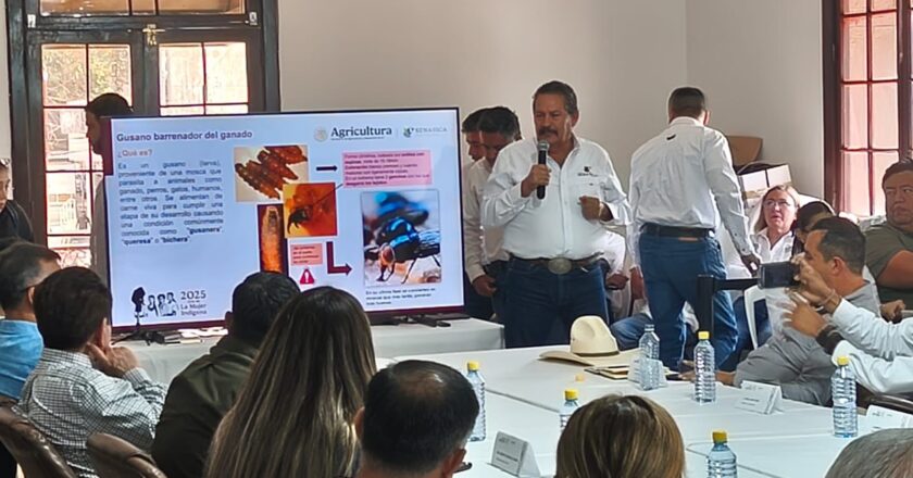 Gobierno del Estado refuerza acciones sanitarias para prevenir el gusano barrenador en la Huasteca