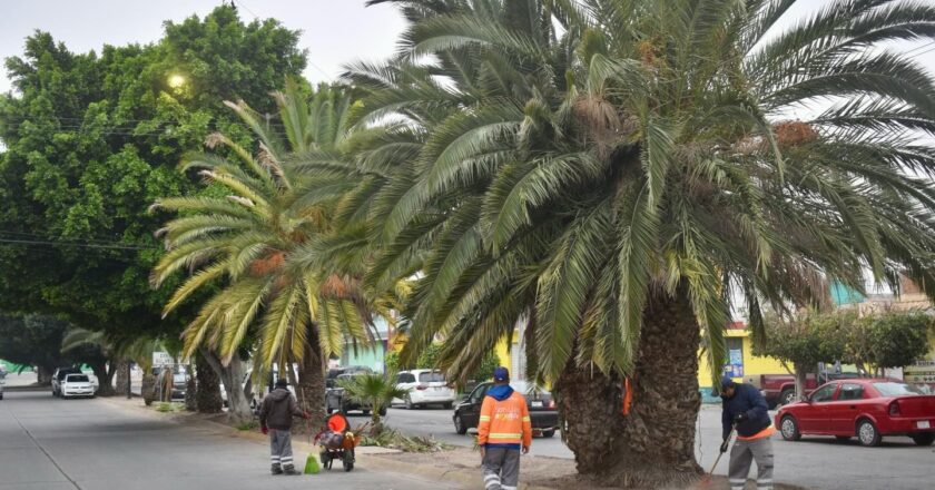Refuerzan mantenimiento de áreas verdes en Avenida Observatorio y Jardín de San Miguelito