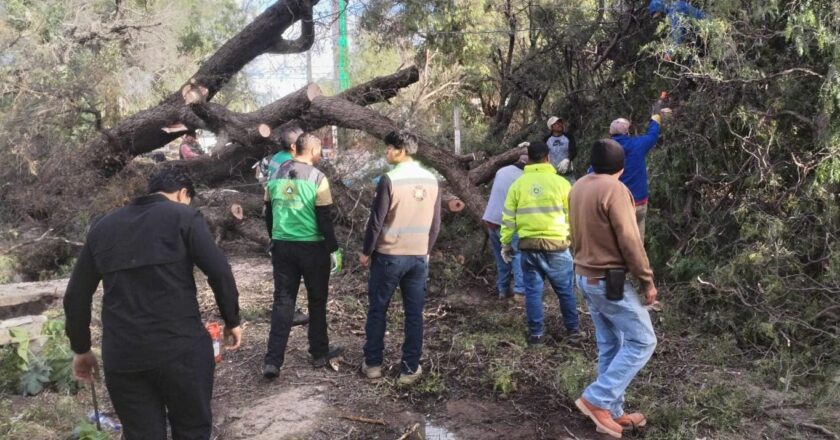Protección Civil de Soledad refuerza vigilancia tras incendios y caída de árboles por fuertes vientos