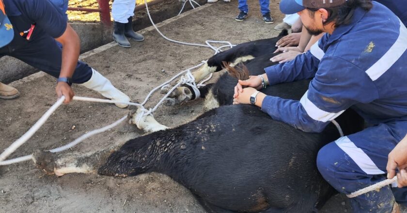 Activan campaña contra el gusano barrenador en la Zona Media
