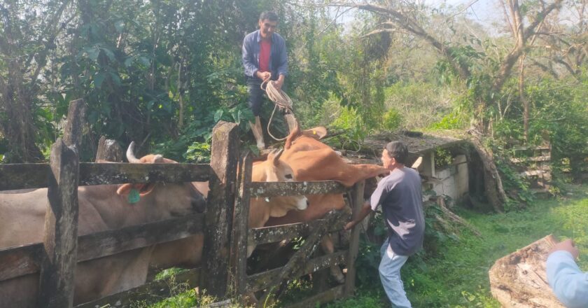 San Luis refuerza cerco sanitario ganadero para contener plaga del gusano barrenador