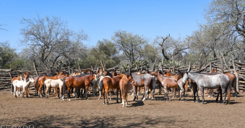 Activan cerco sanitario por caso de rabia bovina en la zona Media