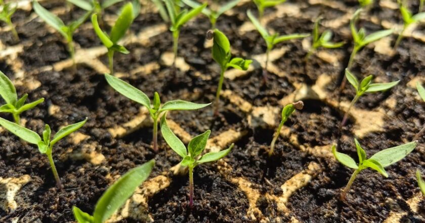 SLP alcanza récord en producción agropecuaria en 2025