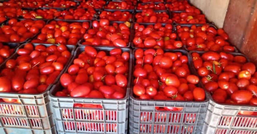 Duro golpe a tomateros potosinos por medidas arancelarias de Estados Unidos
