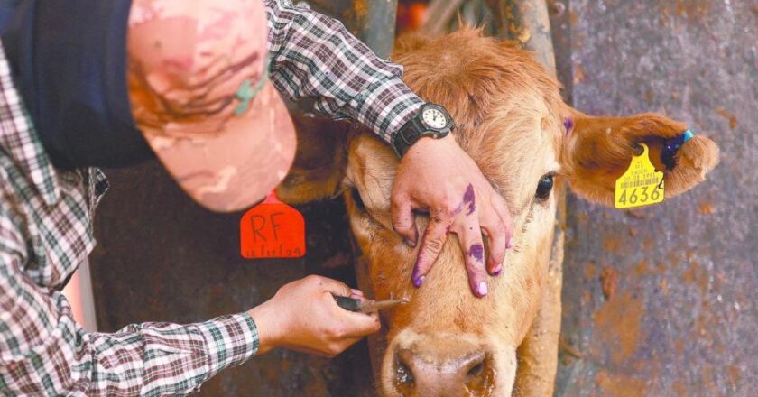 Urge detener plaga del gusano barrenador en la Huasteca: Congreso