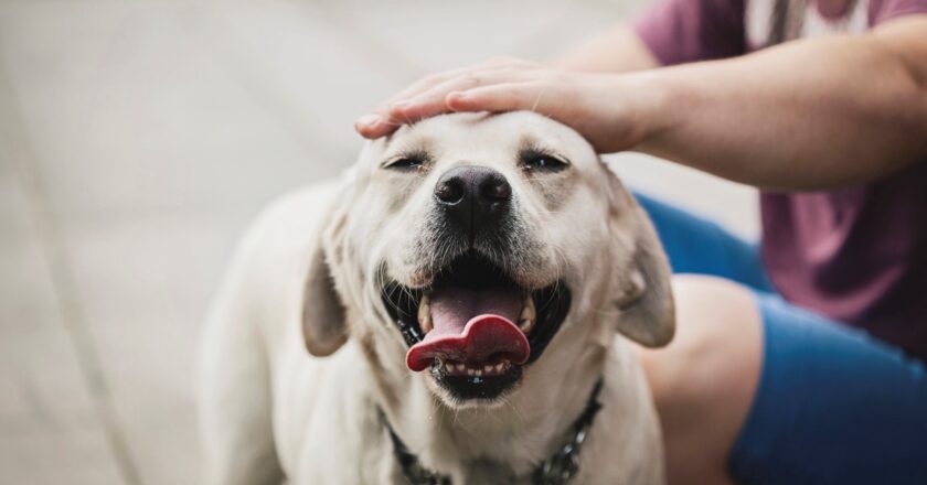 Ayuntamientos deben actualizar reglamentos de Protección Animal