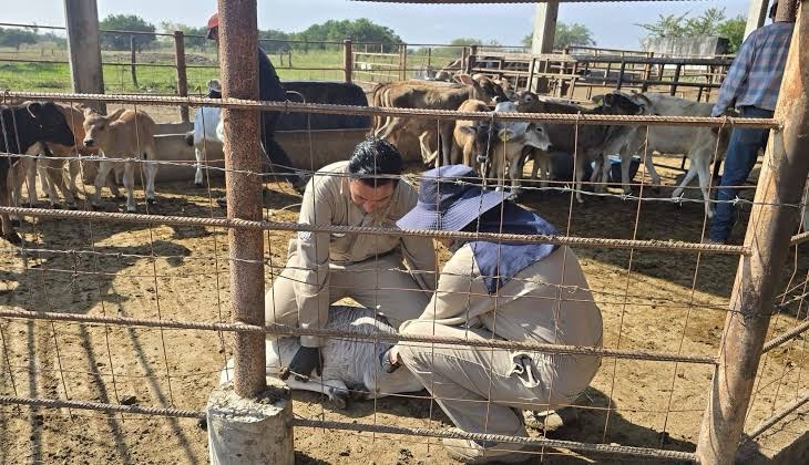 Refuerzan vigilancia sanitaria para evitar propagación del gusano barrenador