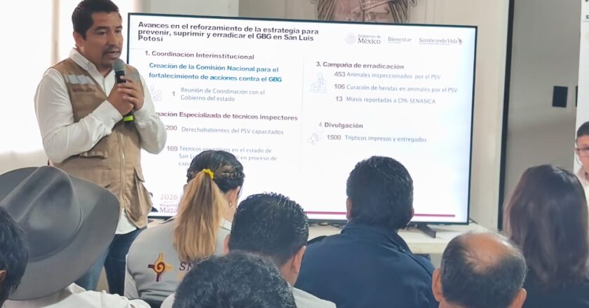Refuerzan combate al gusano barrenador en San Luis Potosí