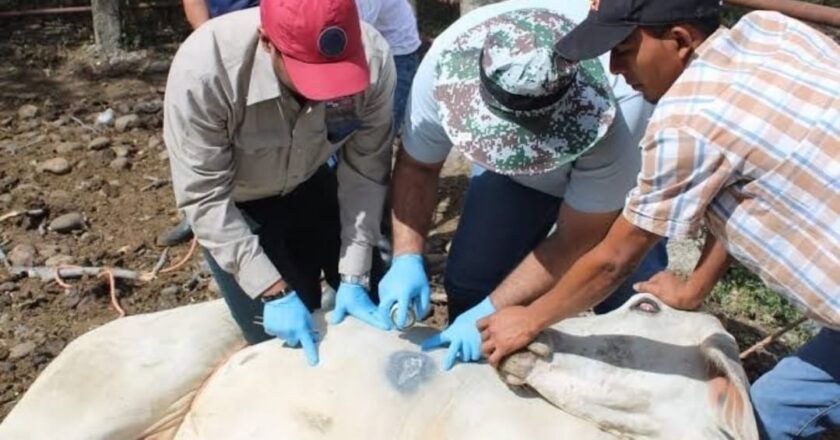 SEDARH reporta nuevos casos de gusano barrenador en San Luis Potosí