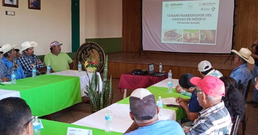 San Luis Potosí refuerza acciones para mantener bajo control la plaga del gusano barrenador