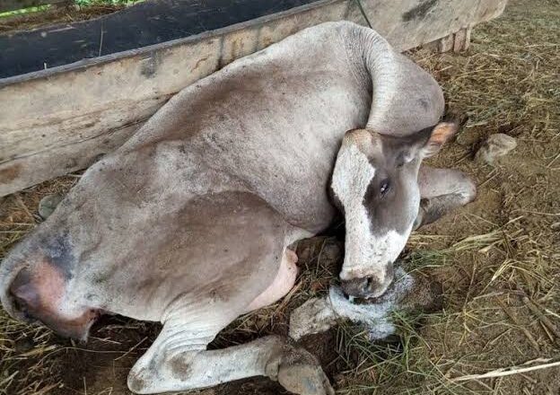 Confirman nueve casos de rabia paralítica bovina en San Luis Potosí