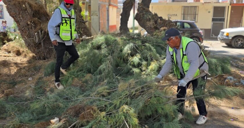 Realizan poda preventiva de árboles en avenida de la colonia Las Mercedes