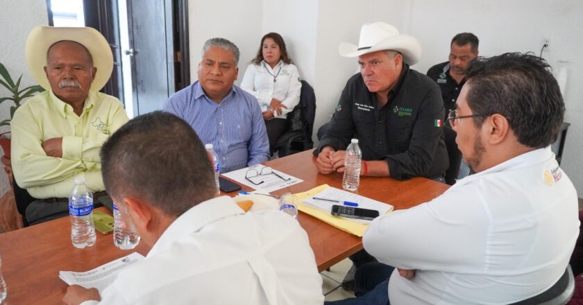 Refuerzan acciones contra gusano barrenador para contener su avance en SLP