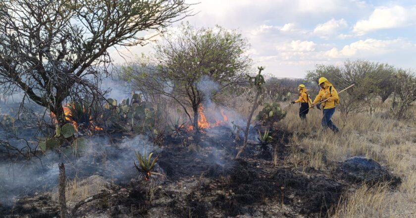 Diputada llama a reforzar protocolos contra incendios forestales