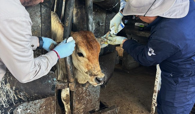 Se mantiene el combate al gusano barrenador en SLP