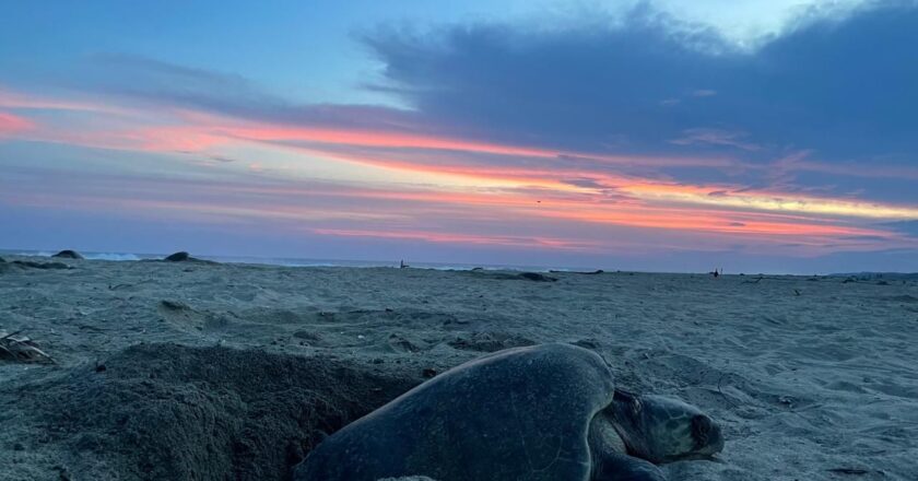 Estudiante de la UASLP investiga contaminantes en tortugas golfinas de Oaxaca