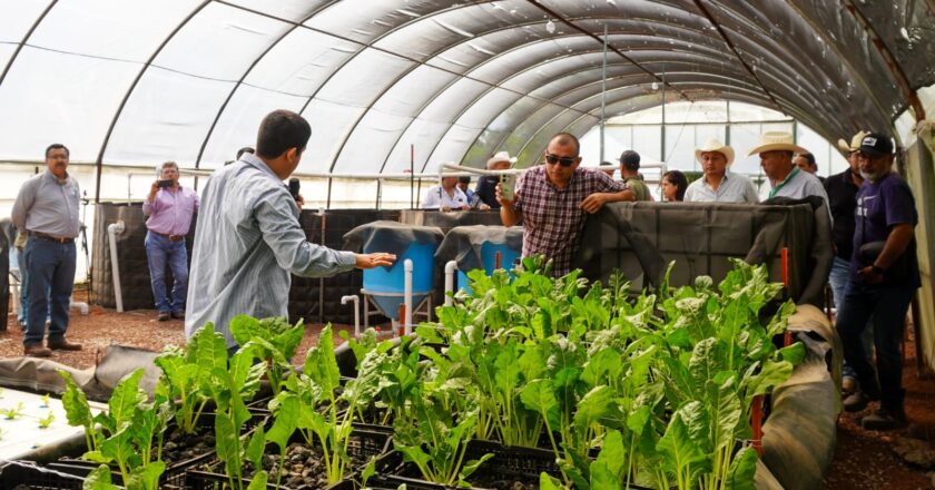 Estado impulsa producción de alimentos con proyectos de acuaponia