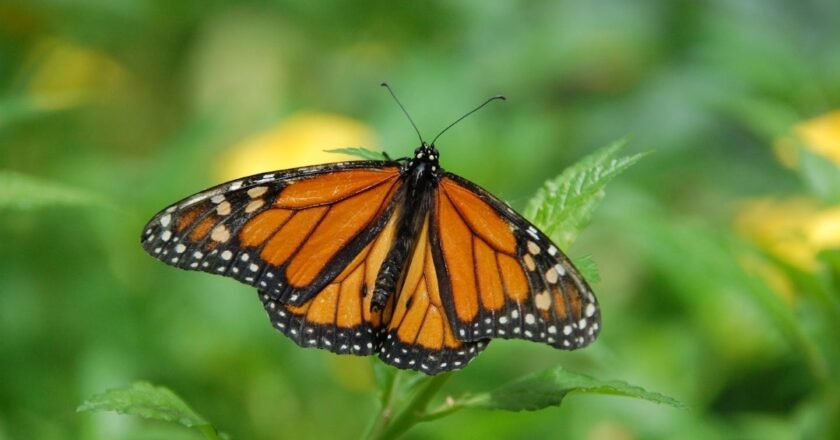 El fascinante simbolismo de las mariposas