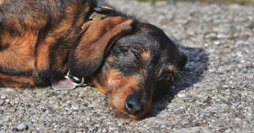 Sector Salud estatal llama a prevenir el golpe de calor en mascotas