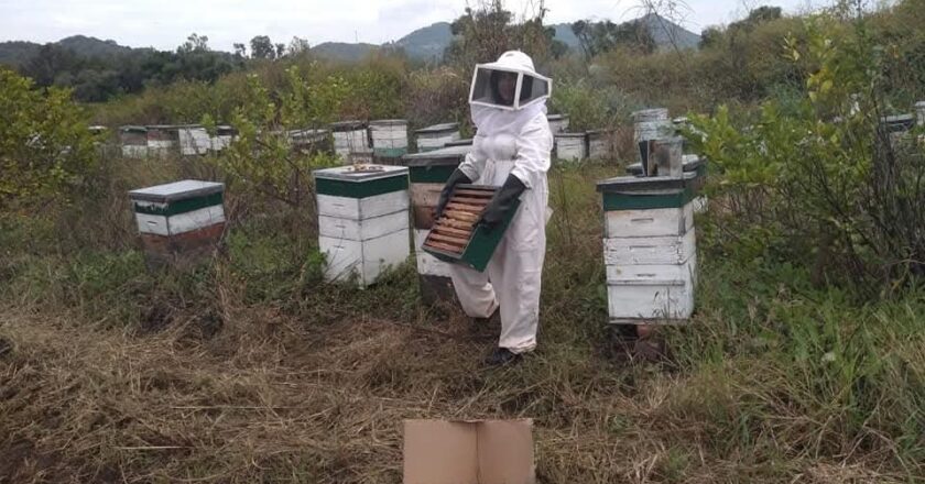 Gobierno Estatal impulsa actividades por el Día Mundial de las Abejas en Tamazunchale