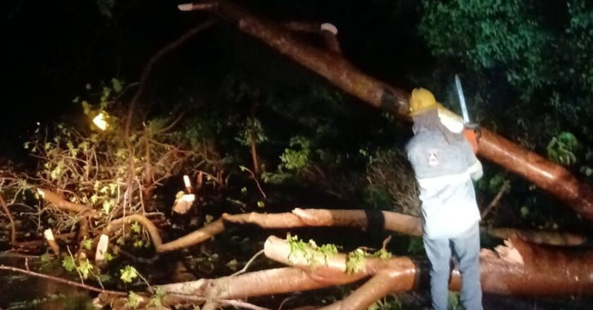 Lluvias y tormentas eléctricas dejan caída de árboles y apagones en municipios de la Huasteca potosina