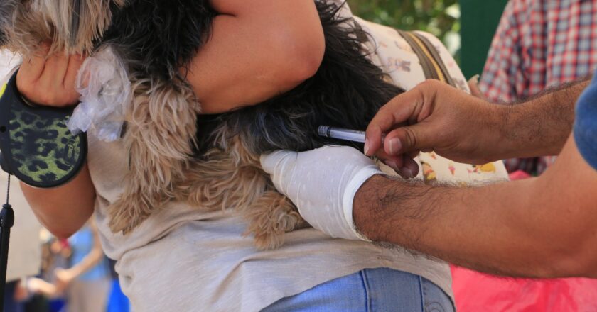 Villa de Pozos realizará jornada gratuita de vacunación antirrábica para perros y gatos