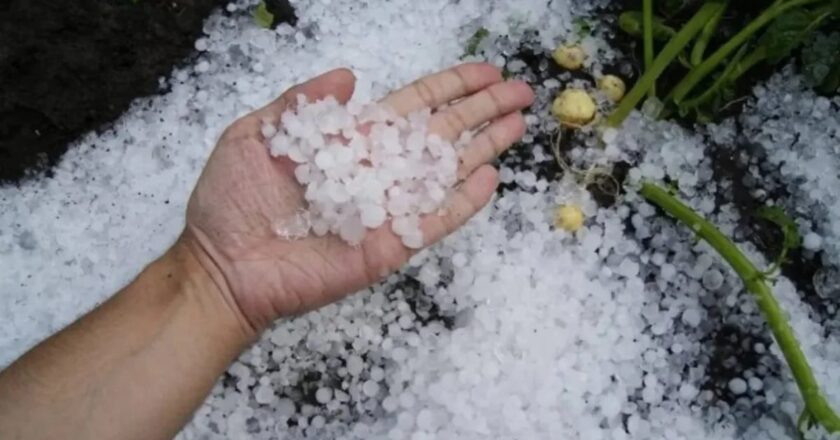 Granizadas causan estragos catastróficos en el campo potosino