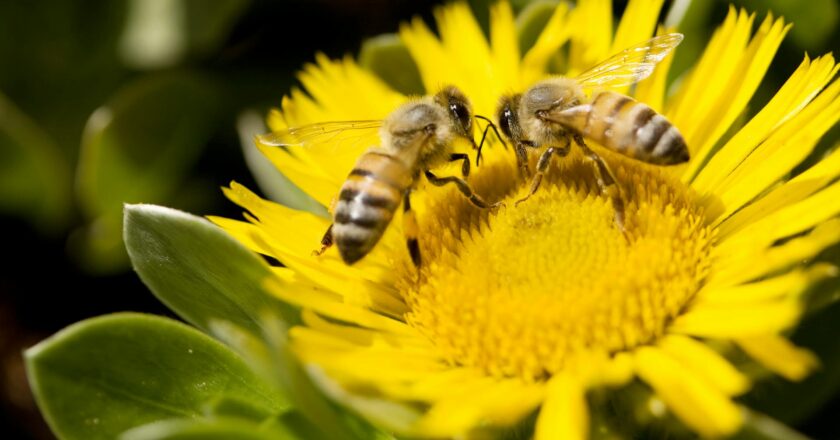 Día Mundial de las Abejas: El zumbido que sostiene la vida y enfrenta la amenaza de los agroquímicos