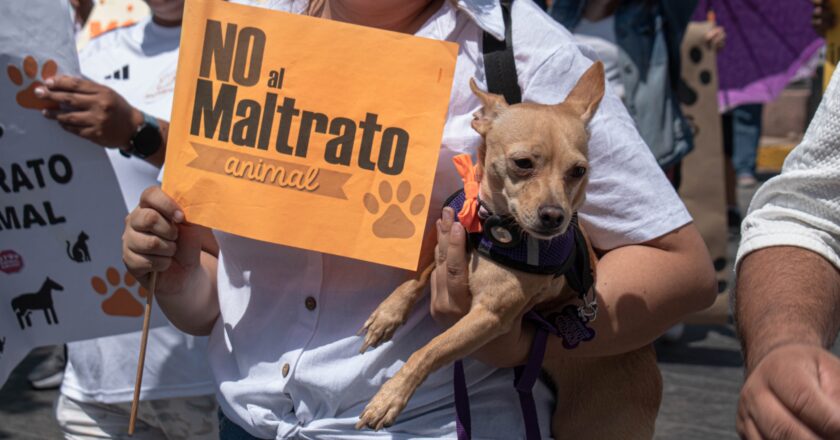 Sin nadie tras las rejas en 10 años por maltrato animal, alertan sesgos en la legislación 