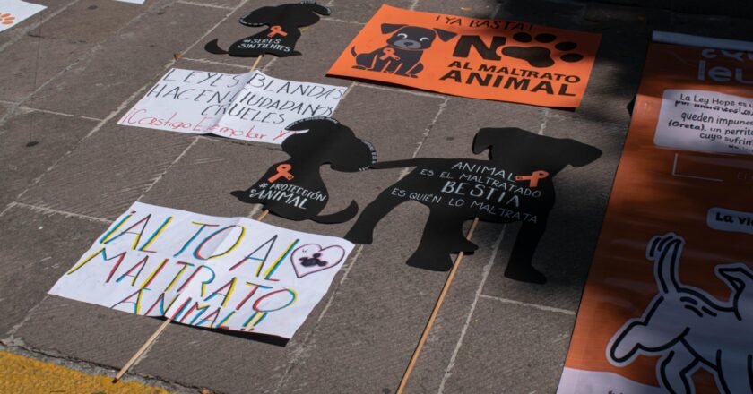 Colectivos citan a audiencias con ayuntamientos para exigir que cumplan con la Ley de Protección Animal