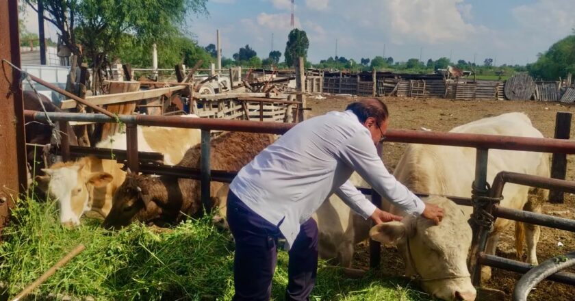 Villa de Pozos blinda su ganado contra el gusano barrenador
