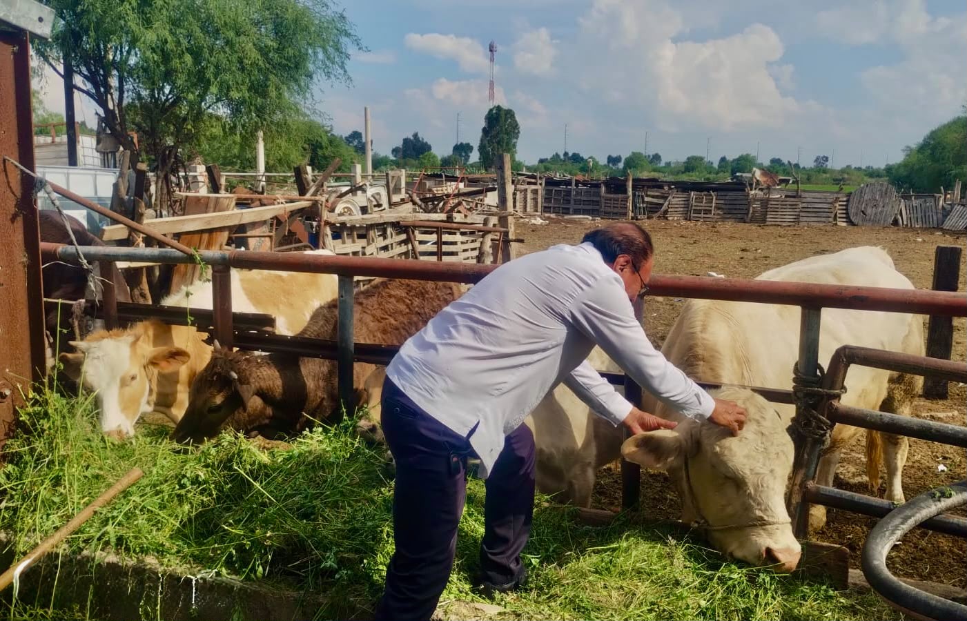 Villa de Pozos blinda su ganado contra el gusano barrenador