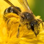 Alerta UASLP por disminución de abejas y polinizadores