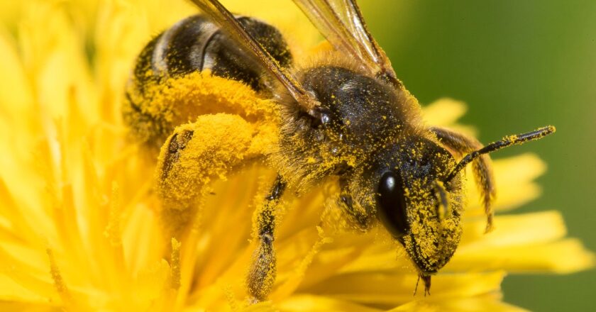 Alerta UASLP por disminución de abejas y polinizadores