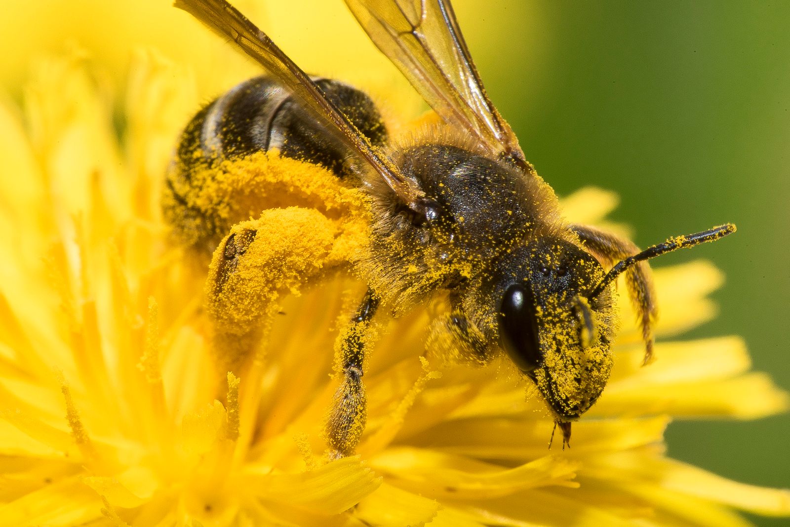 Alerta UASLP por disminución de abejas y polinizadores