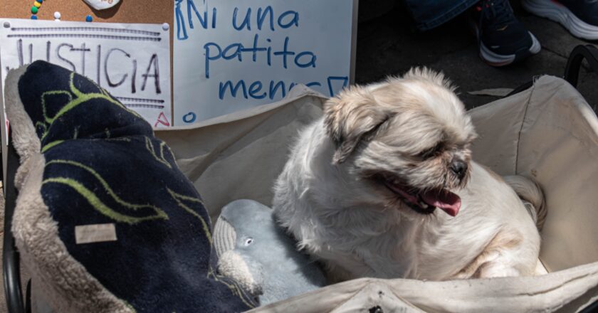 Colectivos rechazan justificación estatal ante la falta de penas severas por maltrato animal