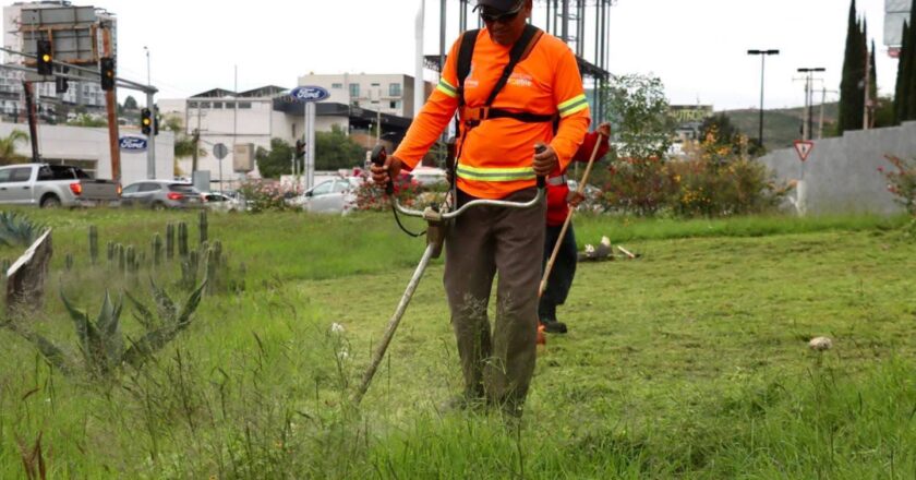 Gobierno de la Capital rescata la glorieta de la salida a Guadalajara tras crecimiento desmedido de maleza