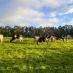 Lluvias impulsan al campo potosino pese a daños por granizo