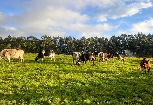 Lluvias impulsan al campo potosino pese a daños por granizo