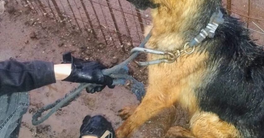Buscan propietario de criadero clandestino en Milpillas