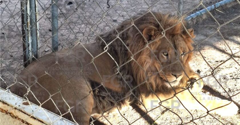 Aseguran zoológico clandestino y flotilla de autos robados en Soledad de Graciano Sánchez