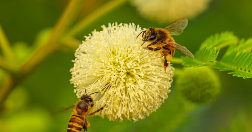 Crisis silenciosa en San Luis Potosí: Fumigaciones masivas y agroquímicos amenazan a las especies polinizadoras