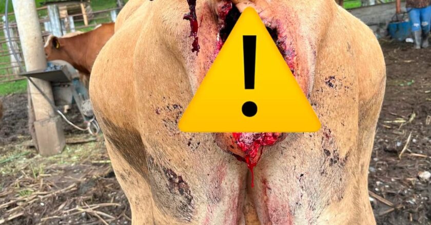 Alerta en la sierra de Xilitla: Puma depreda ganado y activistas buscan coordinar esfuerzos institucionales
