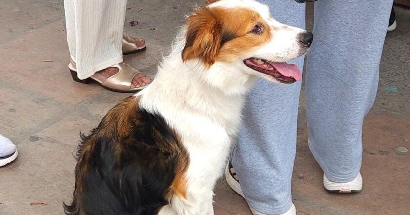 Hogares potosinos, entre los que más suman mascotas a la familia a nivel nacional