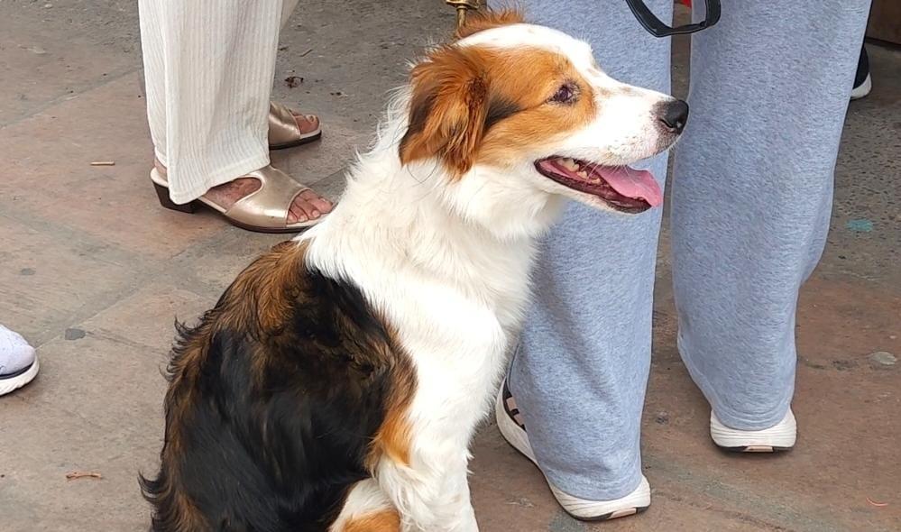 Hogares potosinos, entre los que más suman mascotas a la familia a nivel nacional